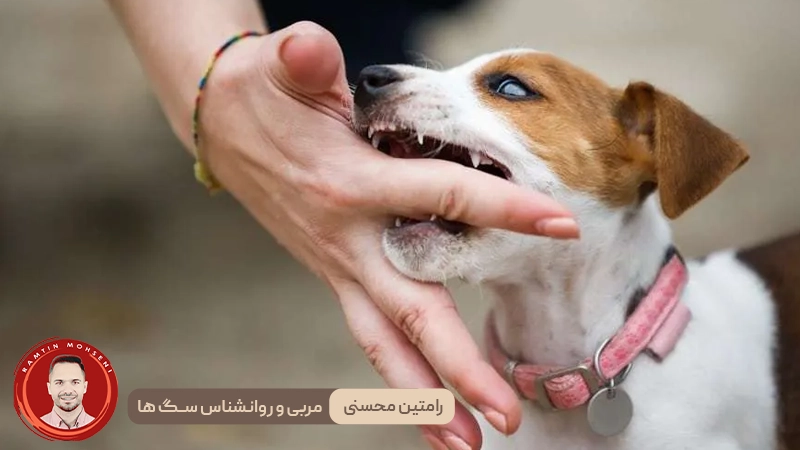 گاز گرفتن توله سگ