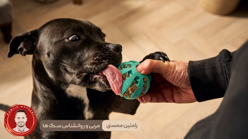 گاز گرفتن توله سگ