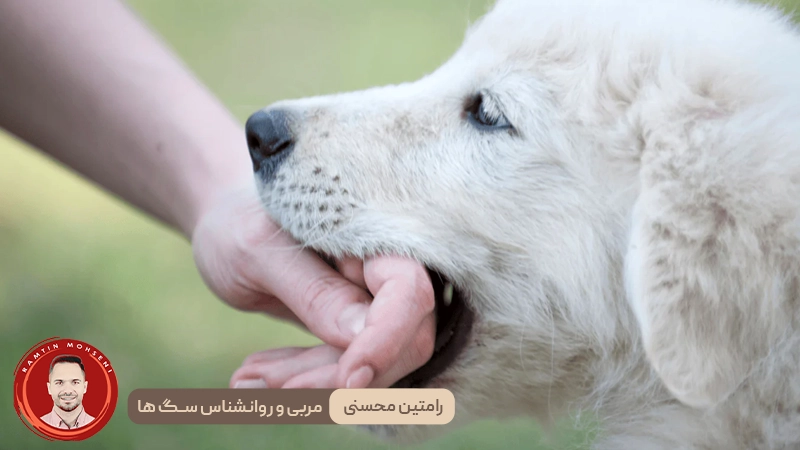 گاز گرفتن توله سگ