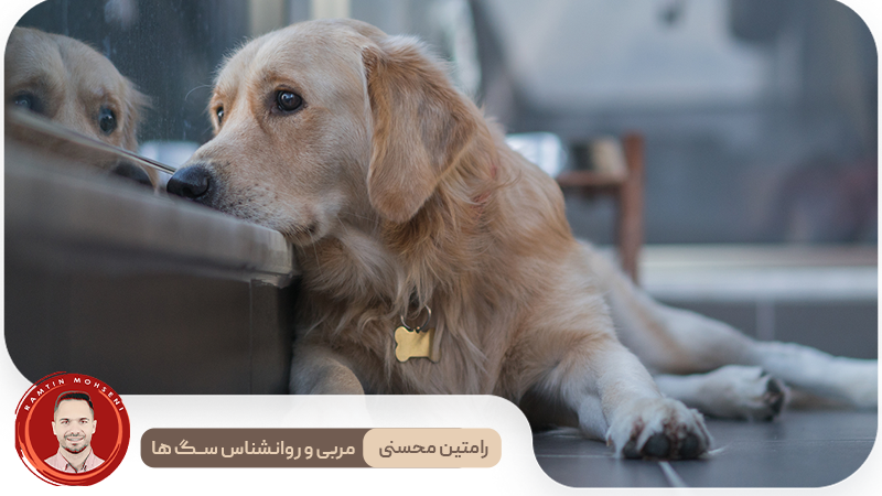 گریه سگ ها 2 گریه سگ ها
