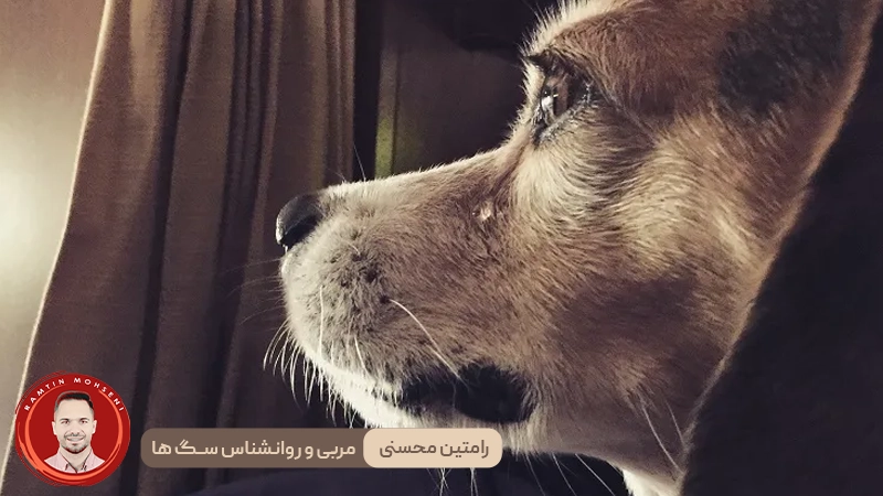 گریه سگ ها 3 گریه سگ ها